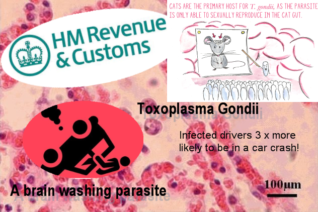 Pension Life blog - HMRC compared to Toxoplasma Gondii in top 10 deadliest pension scams they were number 1