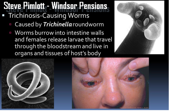 Pension Life blog - Steve Pimlott of Windsor Pensions compared to Trichinosis in top 10 deadliest pension scams they were number 4