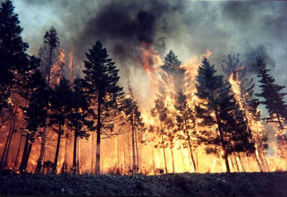 This forest burning represents the many lives and pensions that have been destroyed by pension scammers